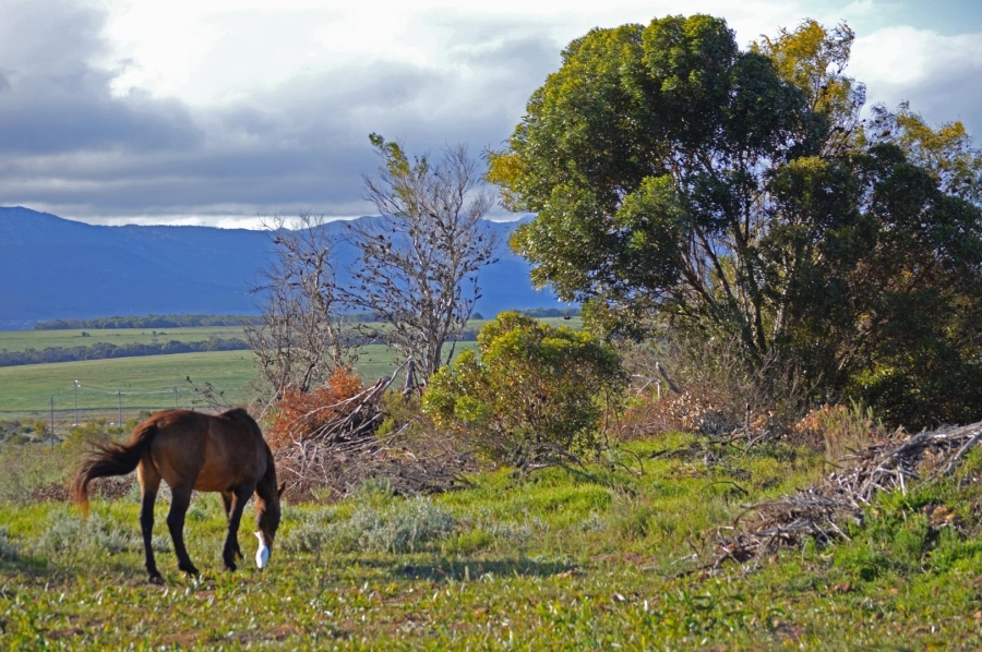 0 Bedroom Property for Sale in Fisherhaven Western Cape